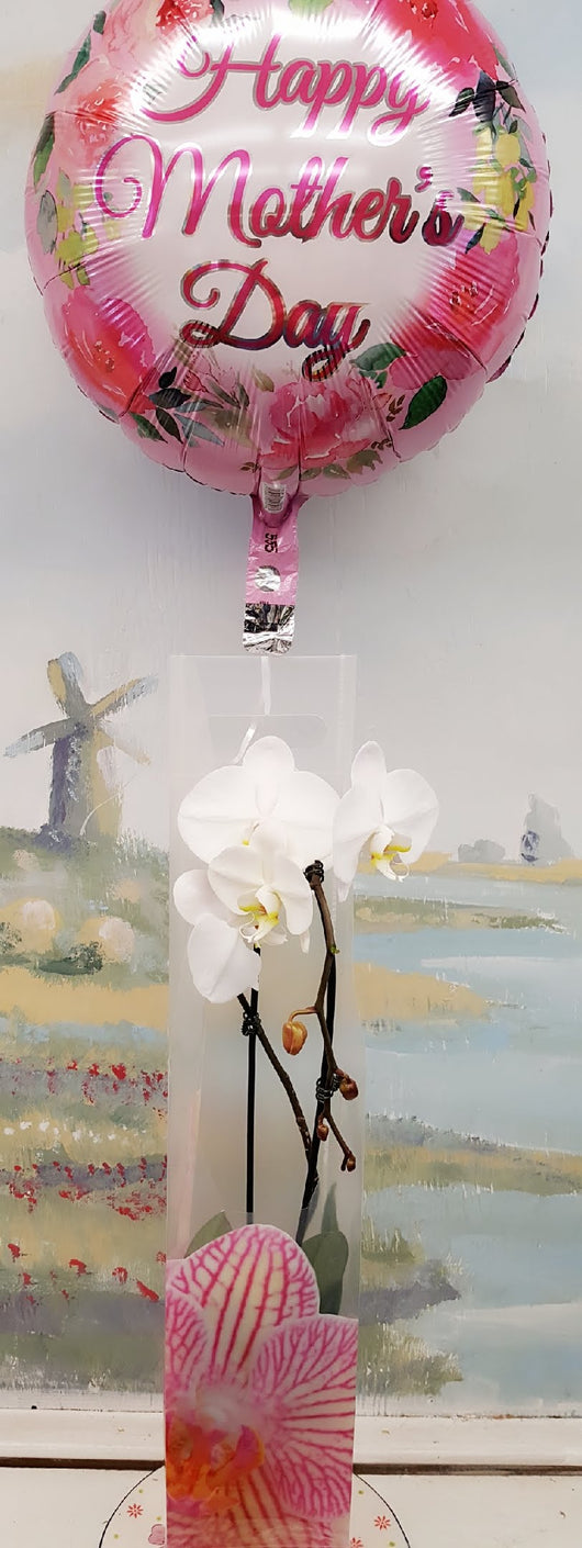 Mother's Day Luxury Orchid Plant & Balloon