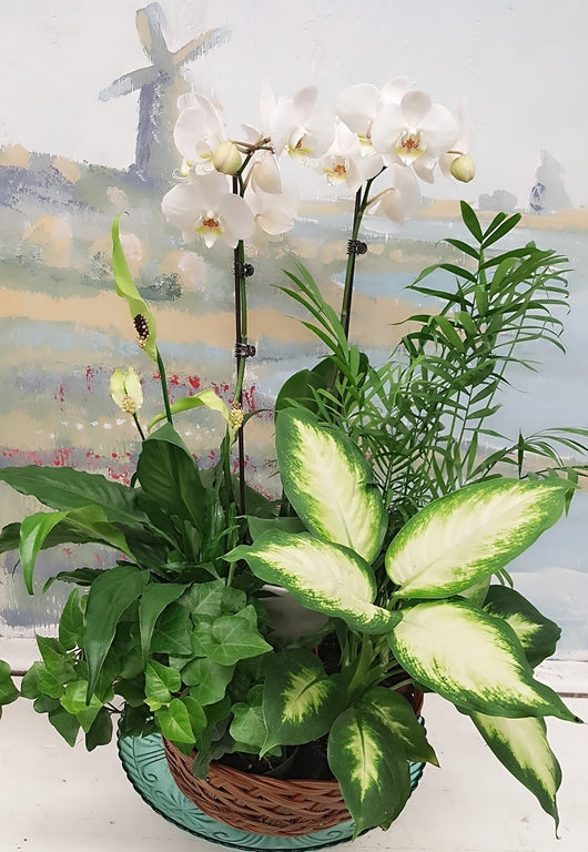 2 Luxury White Orchids Dish Garden