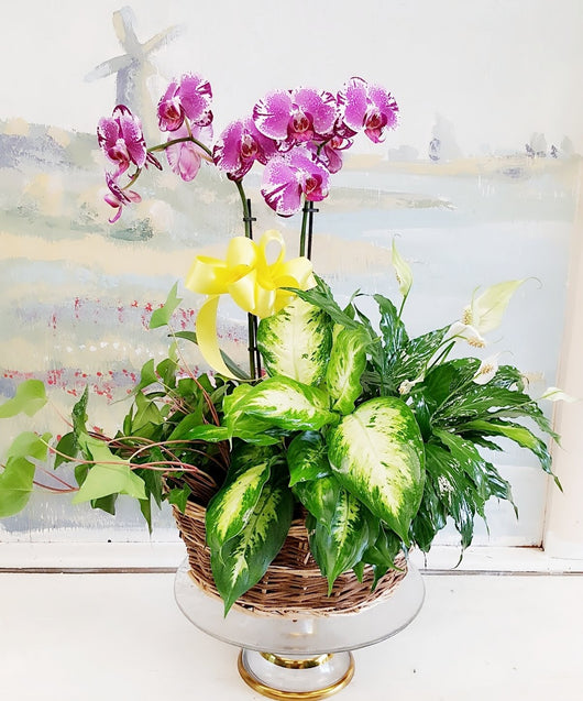 2 Pink Luxury Orchids Dish Garden
