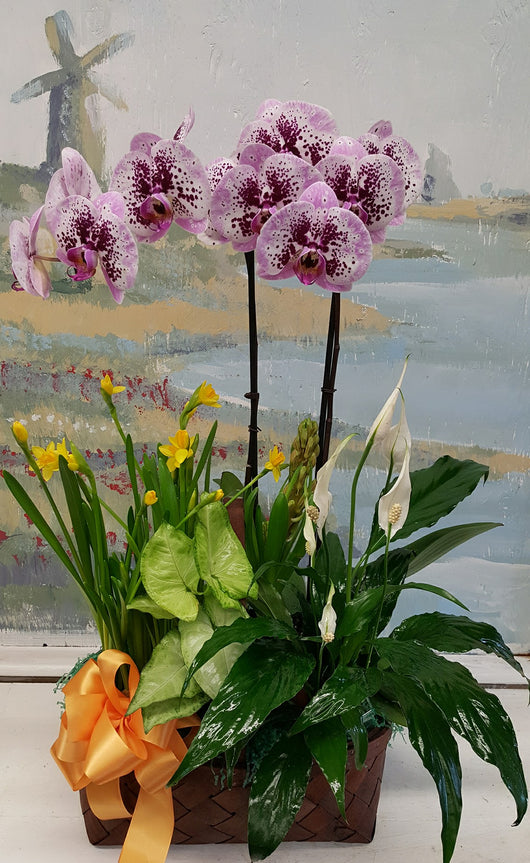 2 Stand Pink Orchid Dish Garden