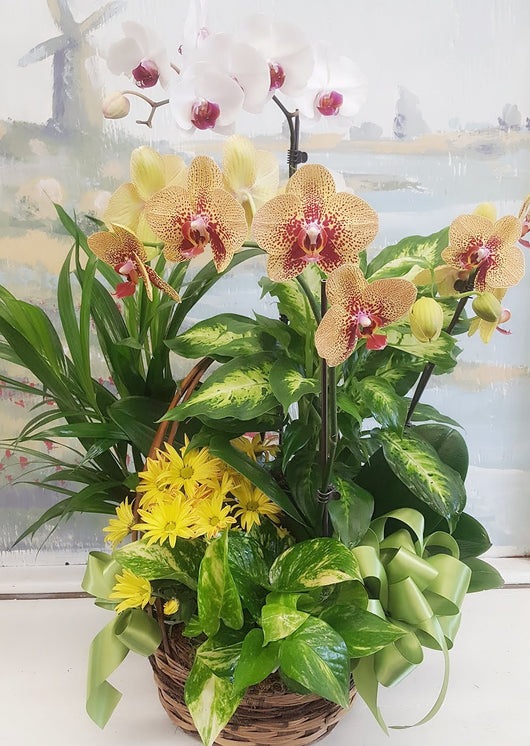 4 Stem Orange Orchid Dish Garden