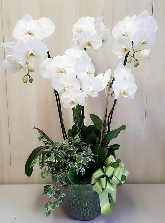 5 Stem White Luxury Orchid Dish Garden