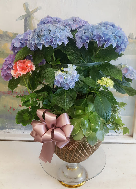 Blue Hydrangea Plant