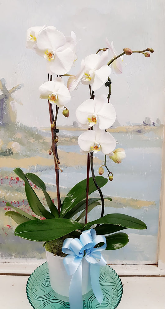 2 Stand Elegant Orchid Plant