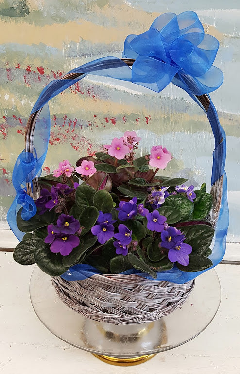 Vibrant Violets Dish  Garden