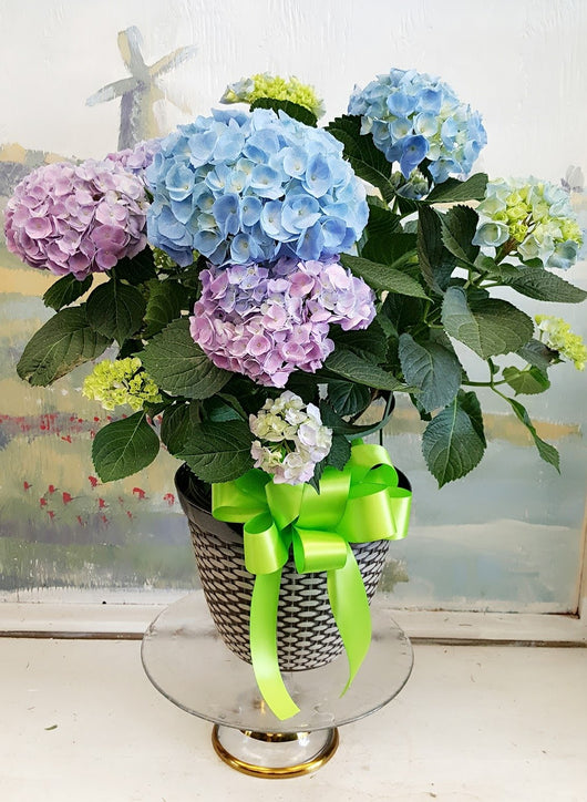 Spring Season Hydrangea plant