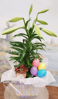 Easter Lily Plant