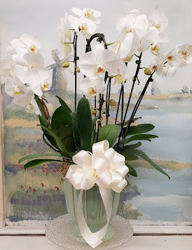 2019 White Orchid Luxury Plant (6 Steams)