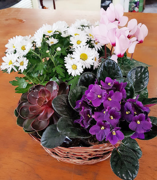 Spring Dish Garden