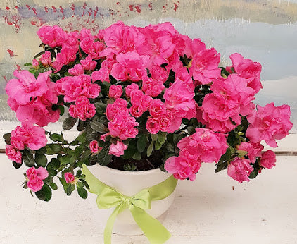 Azalea Plant
