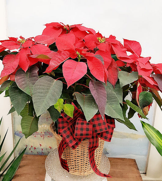 Christmas Large Red Poinsettia Plant