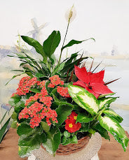 Christmas Poinsettia Dish Garden