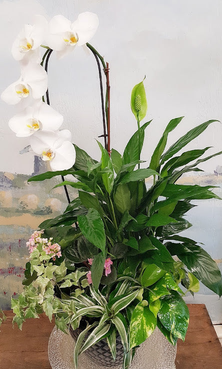 Fall Season Orchid Dish Garden