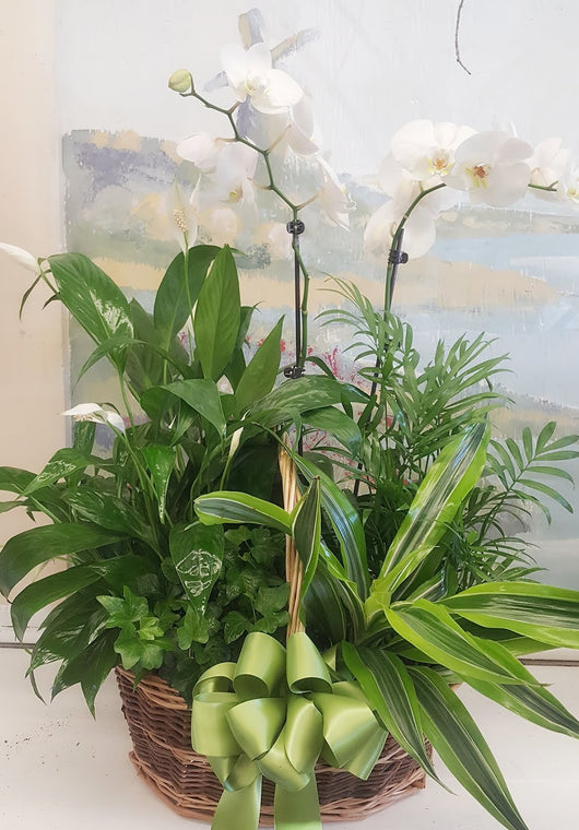2  Stems Luxury Orchid Dish Garden