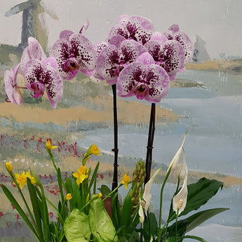 2 Luxury Purple Orchids Dish Garden