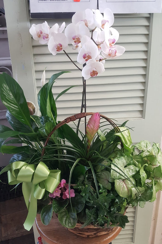 1 Stand Elegant Orchid Dish Garden