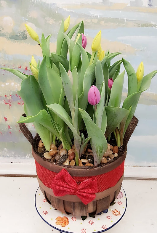 Spring Season Tulip Plant