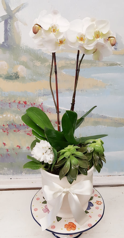 Luxury Orchid Plant (2 Stem)