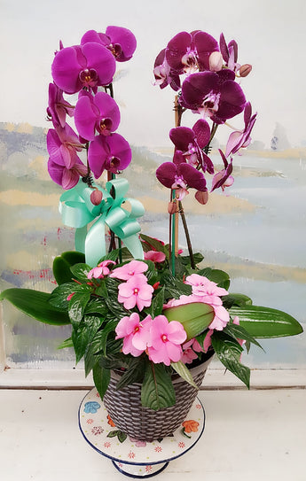 Orchid Dish Garden Arrangement