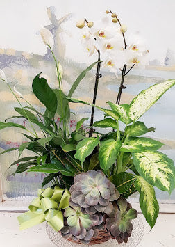 Orchid Dish Garden Basket Arrangement