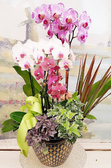 Orchid Luxury Dish Garden