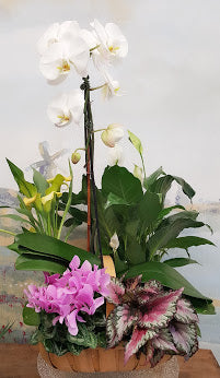 Orchid Luxury Dish Garden