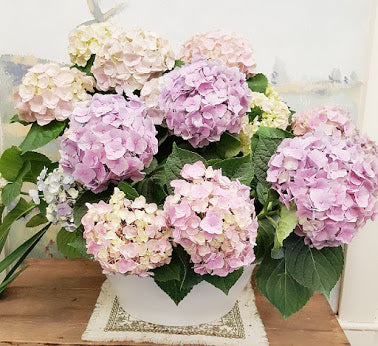 Spring Season Hydrangea plant