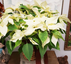 Large White Poinsettias Plant