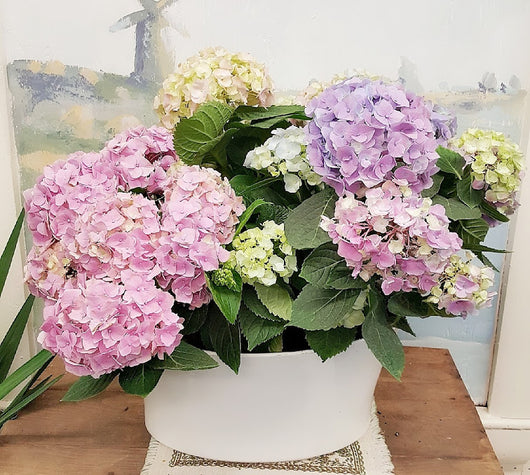 Mother's Day  Colorful Luxury  Hydrangea Plant
