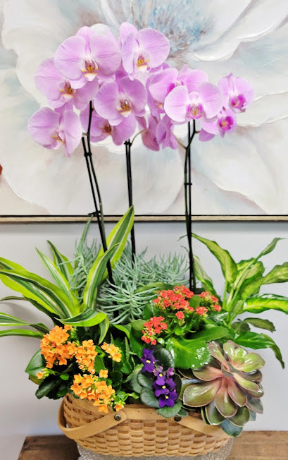 Fall Season Luxury Orchid Dish Garden ( 3 Steam Orchid )