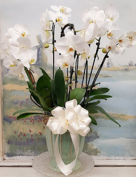 2019 White Orchid Luxury  Plant (6 Steams)