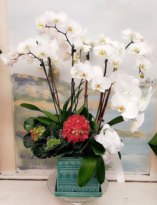 White Orchid Luxury Plant (6 Stem)