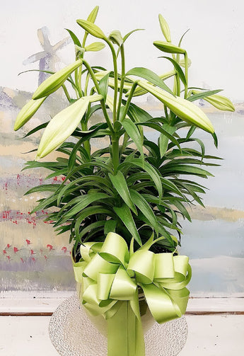 2021 Easter Lily Plant ( 3 Steam )