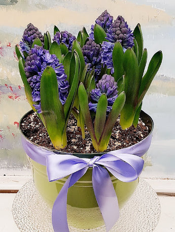 2019 Spring  Hyacinth Plant