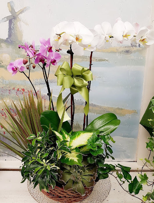 Spring Orchid Dish Garden (4 Stem)