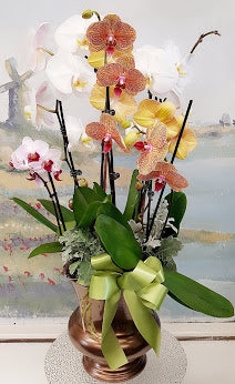 Colorful Orchid Plant Pot Arrangement (6 Stem)