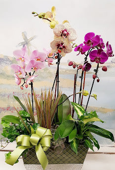 Spring Orchid Dish Garden (4 Steam)