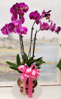 Purple Orchid Plant Pot Arrangement (4 Stem)