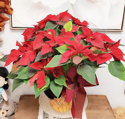 Large Red Poinsettias Plant